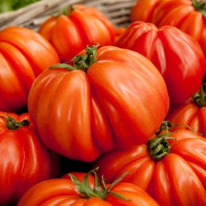 tomate-coeur-de-boeuf