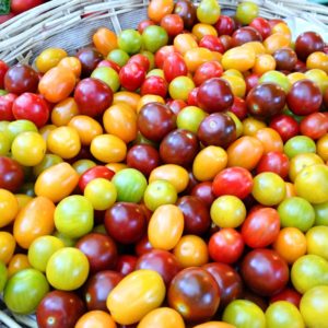 mini-tomate-multicolore
