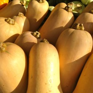courge-butternut